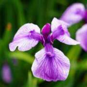 くるみ 後半♪ 奥様の実話 梅田店