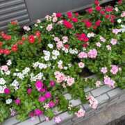 ヒメ日記 2025/09/26 08:04 投稿 コハク【魅惑の淫らなお姉さま】 秘書コレクション 高松店