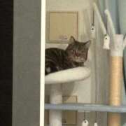 ヒメ日記 2025/11/17 16:27 投稿 戌亥とこ ラブアイドル