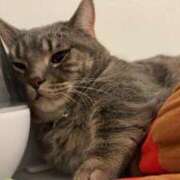 ヒメ日記 2025/11/18 10:00 投稿 戌亥とこ ラブアイドル