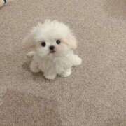 ヒメ日記 2025/12/30 23:03 投稿 にの カクテル(岡山)