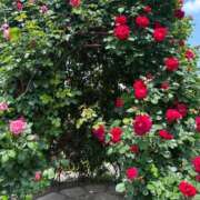 ヒメ日記 2025/08/12 00:00 投稿 エリカお嬢様 M&m Maidとm男の夢物語。