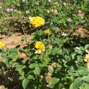 ヒメ日記 2025/11/04 08:36 投稿 エリカお嬢様 M&m Maidとm男の夢物語。