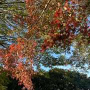 ヒメ日記 2025/11/27 08:16 投稿 エリカお嬢様 M&m Maidとm男の夢物語。