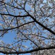 ヒメ日記 2026/03/29 12:11 投稿 エリカお嬢様 M&m Maidとm男の夢物語。