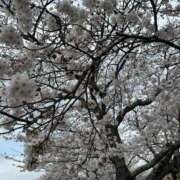 ヒメ日記 2026/03/31 22:53 投稿 エリカお嬢様 M&m Maidとm男の夢物語。