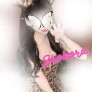 ヒメ日記 2026/01/19 09:37 投稿 Shokora/ショコラ ギャルズネットワーク 姫路