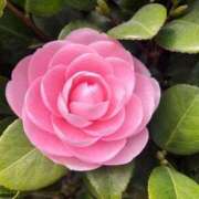 ヒメ日記 2026/03/26 12:46 投稿 なつ 吉原ファーストレディ