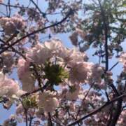 ヒメ日記 2026/03/31 19:46 投稿 なつ 吉原ファーストレディ