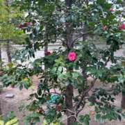 ヒメ日記 2026/03/18 21:13 投稿 よしの 奥様の実話 梅田店