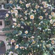 ヒメ日記 2026/03/27 21:17 投稿 よしの 奥様の実話 梅田店