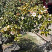 ヒメ日記 2026/03/30 21:27 投稿 よしの 奥様の実話 梅田店