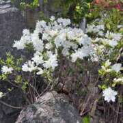 よしの よしのです 奥様の実話 梅田店