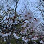 ヒメ日記 2025/04/06 07:15 投稿 りか 奥様の実話 梅田店