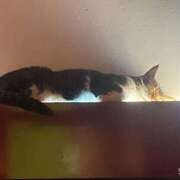 ヒメ日記 2025/09/11 19:30 投稿 みお シークレットクラブ