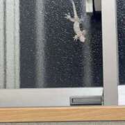 なゆ ひまでち シークレットクラブ