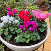 ヒメ日記 2026/01/10 08:21 投稿 冴島　れいか 川崎南町人妻高級ソープ エル・カーヒル(ELCURHIL)秘密の刻