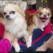 ヒメ日記 2026/03/15 09:47 投稿 ありな One More奥様　厚木店