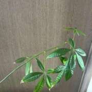 ヒメ日記 2025/12/09 09:45 投稿 佐藤　えま しこたま奥様 札幌店