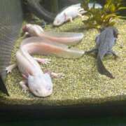 ヒメ日記 2025/12/15 16:55 投稿 佐藤　えま しこたま奥様 札幌店