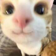 ねね ねねです🐈‍⬛ ハニープラザ（ユメオト）