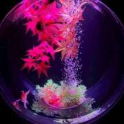 ヒメ日記 2026/02/13 09:15 投稿 れいら 池袋ぱんぷきん（シンデレラグループ）