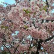 ヒメ日記 2026/03/08 12:32 投稿 吉瀬りほ 松戸人妻花壇