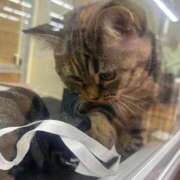 あきは お礼日記💌 おいらん遊郭