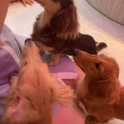 もえ 最速19:00～❣️ 山梨　デリヘル No.1 『Sコレクション』 甲府