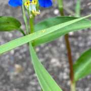 ヒメ日記 2025/07/07 13:46 投稿 ともる 奥様はエンジェル　町田店