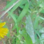 ヒメ日記 2025/07/10 18:20 投稿 ともる 奥様はエンジェル　町田店