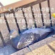 ともる 鳩といえば平和の象徴…🕊️ 奥様はエンジェル　町田店