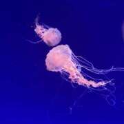 みゆき 本日出てます❁⃘*.ﾟ 錦糸町ミセスアロマ（ユメオト）