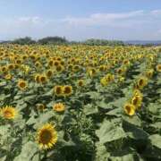 みゆき ひまわり畑🌻に行ってきました♡ 錦糸町ミセスアロマ（ユメオト）