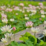 ヒメ日記 2025/07/09 18:02 投稿 丹後 光夏 MADAM RENA 名古屋