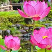 ヒメ日記 2025/07/29 16:02 投稿 丹後 光夏 MADAM RENA 名古屋