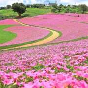 ヒメ日記 2025/09/12 14:42 投稿 丹後 光夏 MADAM RENA 名古屋