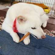 ヒメ日記 2025/10/30 07:22 投稿 丹後 光夏 MADAM RENA 名古屋