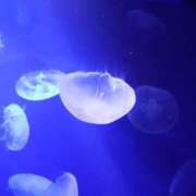 ヒメ日記 2025/11/07 10:31 投稿 れみ ナメすぎサークル立川店