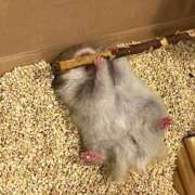 ヒメ日記 2025/08/06 18:30 投稿 岡野 新宿人妻城