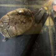 ヒメ日記 2025/07/17 10:37 投稿 奈諸美（なおみ） エッチな熟女(熊谷)