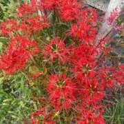 ヒメ日記 2025/10/05 11:16 投稿 奈諸美（なおみ） エッチな熟女(熊谷)