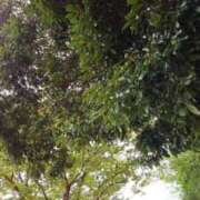 ヒメ日記 2025/11/03 19:10 投稿 つかさ 京都出張メンズエステChou Chou（シュシュ)