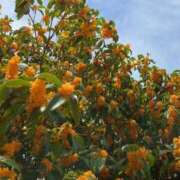 ヒメ日記 2025/11/04 20:20 投稿 つかさ 京都出張メンズエステChou Chou（シュシュ)