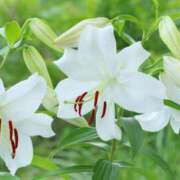 ヒメ日記 2025/10/05 14:02 投稿 杉岡夏江 五十路マダム 愛されたい熟女たち 高松店