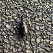 ヒメ日記 2025/07/23 17:49 投稿 榎本しきは 全裸革命orおもいっきり痴漢電車