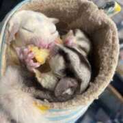 ヒメ日記 2026/03/14 21:30 投稿 みお 京都ホテヘル倶楽部