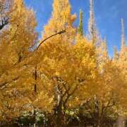 ヒメ日記 2025/11/28 09:09 投稿 きょうこ Queen Angel(クイーンエンジェル)