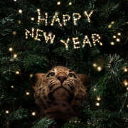 きょうこ 甘酒でかんぱーい！ Queen Angel(クイーンエンジェル)