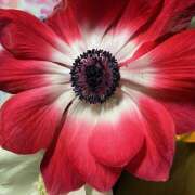 ヒメ日記 2026/02/04 18:10 投稿 きょうこ Queen Angel(クイーンエンジェル)